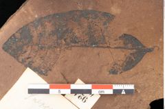 Foto (Detailsansicht) von Quercus palaeoilex Ettingshausen (NHMW-GEO-2024-0188-0924)